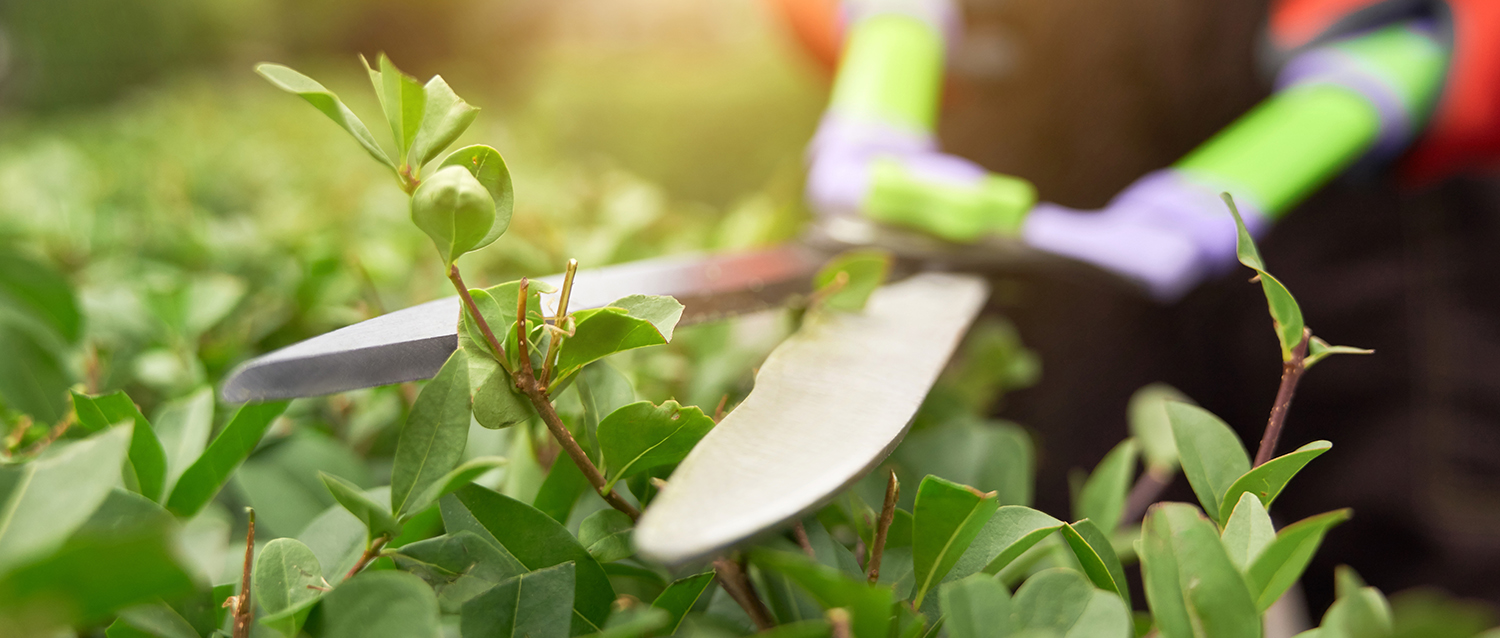 Male hands cutting bushes with big scissors.